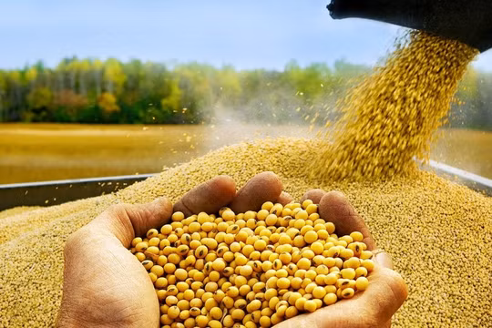 Lúa mì, ngô tăng giá do lo ngại nguồn cung từ Biển Đen