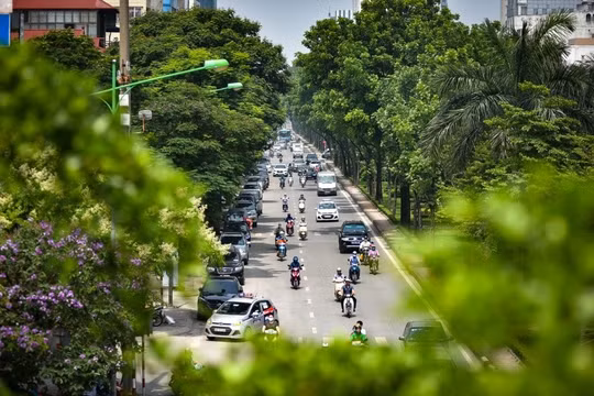Hà Nội trồng mới 200.000-250.000 cây bóng mát, cây lấy gỗ trên các tuyến đường