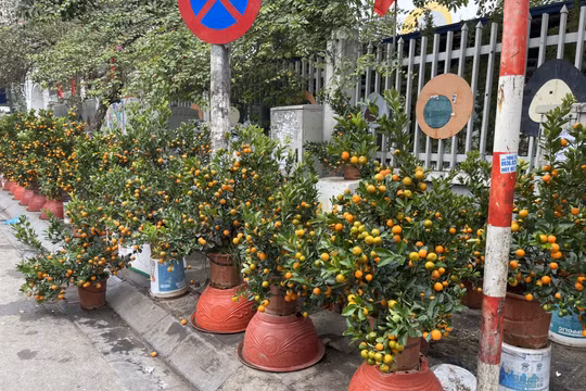 Ngày 29 Tết Quý Mão: Thị trường cây cảnh trầm lắng, không còn cảnh “hét” giá