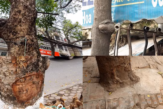 Hà Nội: Nhiều cây xanh "kêu cứu" vì bị xâm hại