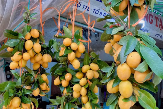 Thanh trà Thái đầu mùa giá cao, 200.000 đồng/kg vẫn hút khách