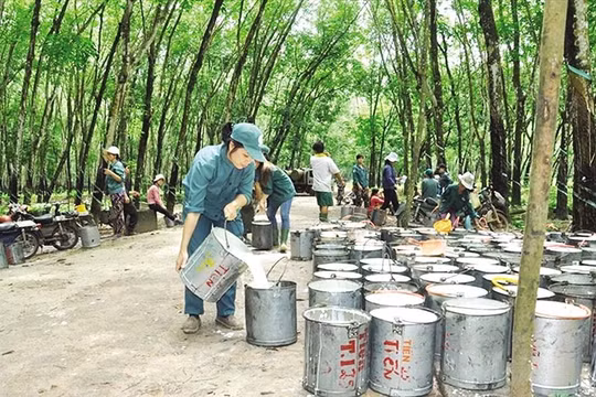 Cao su Đắk Lắk (DRI) lãi Quý 1 giảm sâu, chủ tịch bị kỷ luật, cổ phiếu mất giá 2/3 chỉ sau 1 năm