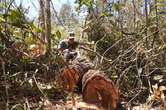 Kon Tum: Phát hiện hàng loạt cây rừng bị triệt hạ gần bãi gỗ lậu được vùi tinh vi dưới cát