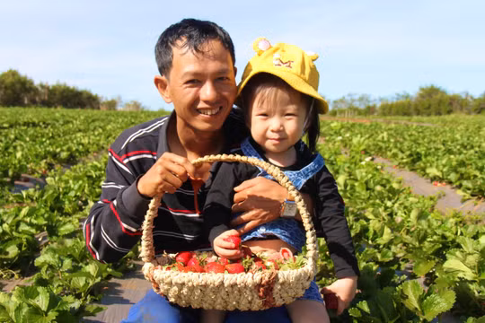 Gia Lai: Bỏ phố về rừng gây dựng trang trại dâu tây hữu cơ kết hợp du lịch