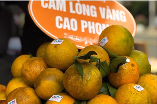 Cam Cao Phong Hòa Bình, có mặt tại siêu thị ở Anh