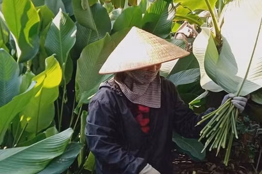 Giá lá dong tăng cao, người dân phấn khởi thu hoạch phục vụ thị trường Tết