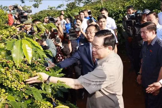 Gắn kết giữa sản xuất, chế biến, tiêu thụ và xuất khẩu cà phê ở Sơn La