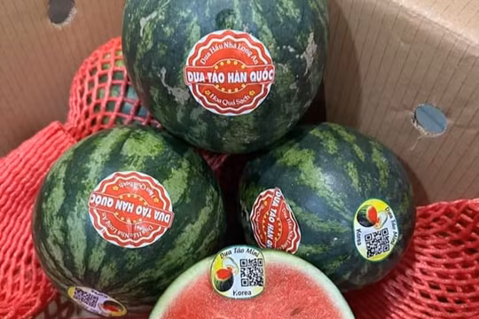 Dưa hấu táo Hàn Quốc được săn đón dù đắt gấp nhiều lần dưa hấu thường