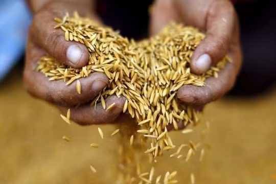 Gạo Thái Lan hưởng lợi từ lệnh cấm xuất khẩu của Ấn Độ