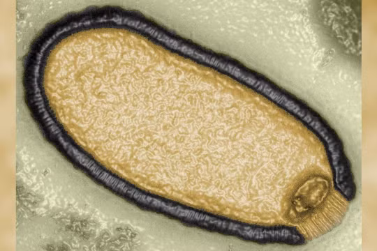 Virus 'zombie' hồi sinh sau 48.500 năm: Mối nguy không thể xem thường
