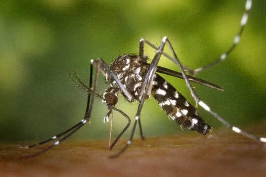 WHO cảnh báo nguy cơ dịch bệnh lây lan do ảnh hưởng của El Nino