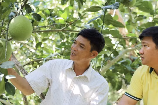 NPK Cà Mau công nghệ polyphosphate chắp cánh nông sản Việt