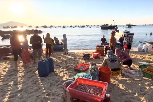 Trải nghiệm điều thú vị ở chợ cá ở Phú Yên