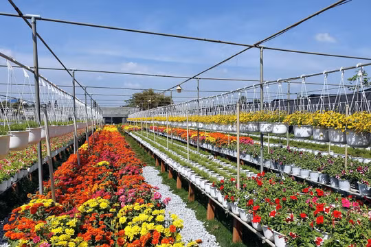 Đồng Tháp giữ gìn nét văn hoá truyền thống của làng hoa hơn 100 tuổi