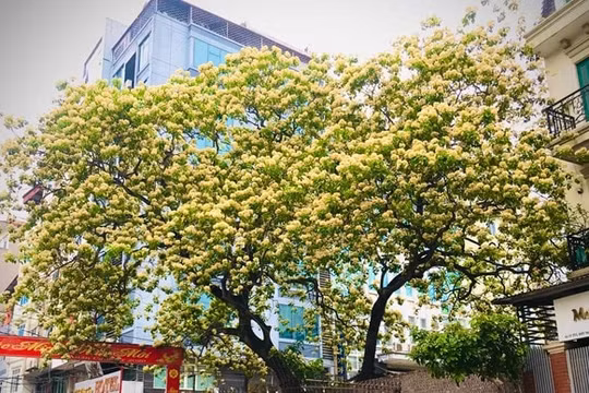Độc đáo cây hoa bún 300 tuổi - báu vật làng cổ giữa lòng Hà Nội