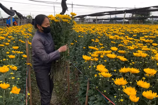 Người dân làng hoa Tây Tựu mong muốn mưa thuận gió hòa, kịp thời phục vụ dịp tết