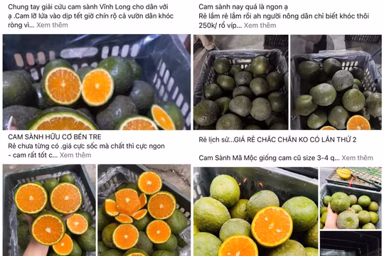 Cam sành rớt giá mạnh, nhà vườn bán tháo trên “chợ mạng”