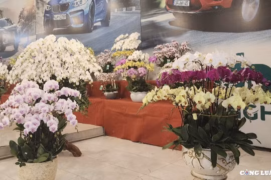 Sôi động thị trường hoa lan hồ điệp những ngày giáp Tết