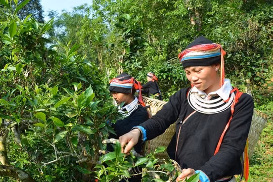 Tuyên Quang: Đẩy mạnh tuyên truyền, vận động xóa bỏ nạn tảo hôn và hôn nhân cận huyết thống