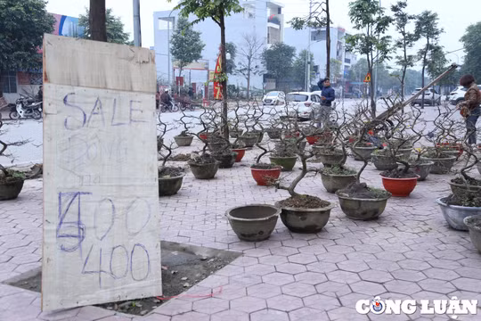 Nghệ An: Cây cảnh "sale khủng" vẫn vắng khách, tiểu thương chặt bỏ, nghỉ Tết sớm
