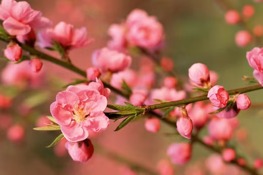 Dự báo thời tiết 22/1/2023: (mùng 1 Tết): Hà Nội rét về đêm và sáng, trưa chiều trời nắng