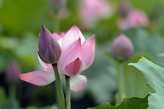 Những loại hoa nên cắm trên bàn thờ ngày Tết