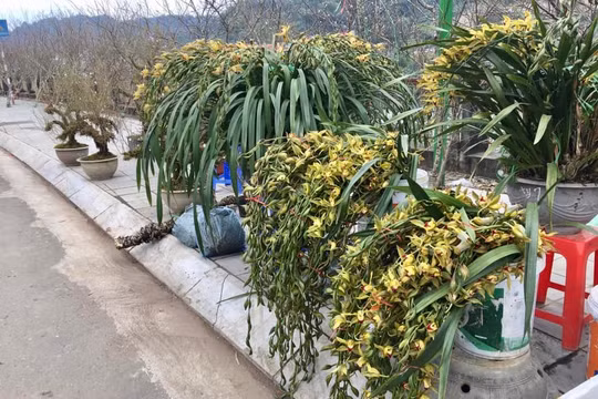Hoa địa lan quý Sa Pa cắt cành giá rẻ bất ngờ