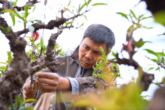 Kỳ công thú chơi đào Thất Thốn