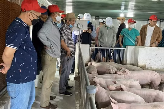 Chào bán 161,9 triệu cổ phiếu bất thành, Hoàng Anh Gia Lai (HAG) sẽ lấy tiền đâu trả nợ trái phiếu quá hạn?