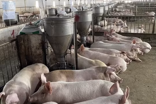 Phải chờ đến 2024, Hoàng Anh Gia Lai (HAG) mới có thể dùng tiền từ kinh doanh để trả nợ trái phiếu