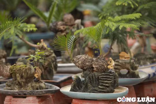 Hà Nội: Dàn vạn tuế mini bonsai đắt đỏ xuống phố phục vụ Tết Nguyên đán