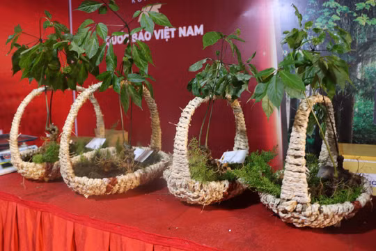 Kon Tum: Thủ phủ sâm Ngọc Linh tổ chức phiên chợ sâm lần thứ 2