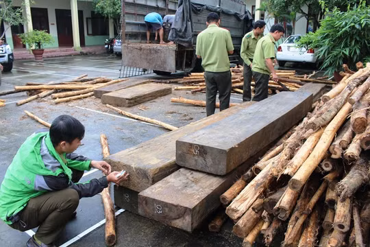 Bá Thước (Thanh Hóa): Tạm giữ xe ô tô vận chuyển gần 9m3 gỗ Sa Mu chưa rõ nguồn gốc