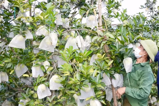 Thủ phủ cam ở Hà Tĩnh vào mùa thu hoạch