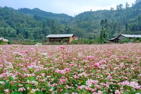 Hà Giang sẵn sàng cho Lễ hội hoa Tam giác mạch lần thứ IX tại Đồng Văn