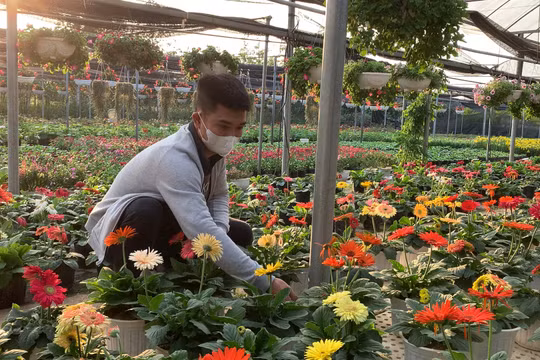 Người dân làng hoa cây cảnh Tích Giang chuẩn bị vào vụ Tết