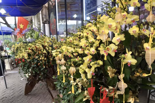 Hoa địa lan Đà Lạt cắm trên thuyền gỗ lũa đắt khách mua chơi Tết ở Lào Cai
