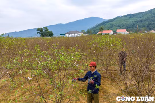 Làng đào Cổ Đạm tất bật chuẩn bị hàng Tết