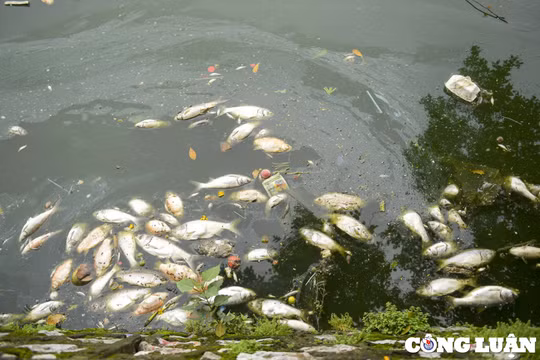 Hồ Tây (Hà Nội) cá lại chết dạt vào bờ, bốc mùi hôi thối