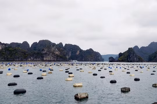 Huyện Vân Đồn: Sau 30/4 không chuyển đổi phao xốp trong nuôi trồng thủy sản sẽ bị xử lý nghiêm 