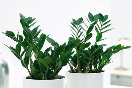 Cách bài trí cây kim tiền hợp phong thủy