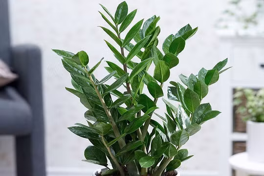 Ý nghĩa phong thủy của cây kim tiền