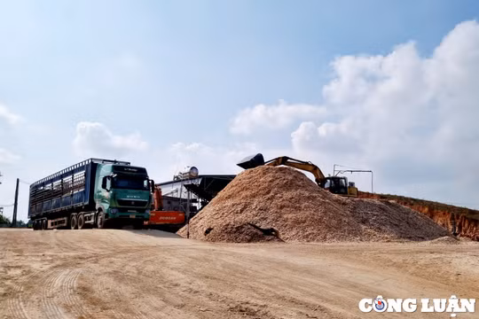 Nghệ An: Trang trại chăn nuôi bò ‘biến tướng’ thành xưởng băm dăm trái phép