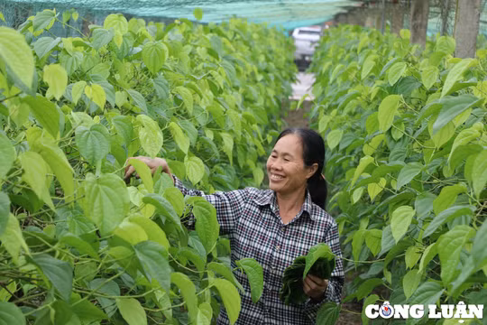 Nông dân “đếm lá, thu tiền” từ cây trầu không