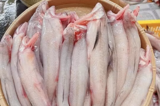 Hơn nửa triệu đồng một kg cá khoai, tiểu thương thu lời tiền triệu mỗi ngày