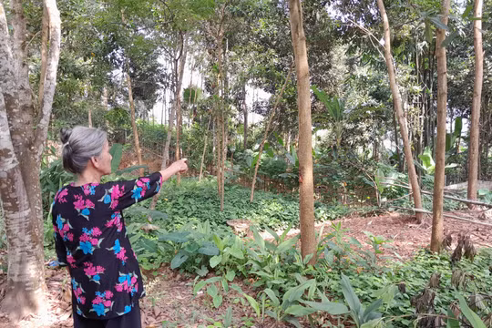 Vụ tranh chấp đất đai kéo dài hơn 10 năm ở Yên Bái: Cần một 'phán quyết' để xử lí dứt điểm khiếu kiện!