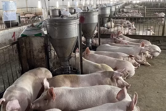 Cổ phiếu chưa về mệnh giá, Hoàng Anh Gia Lai (HAG) lại xin hoãn thanh toán lãi và gốc lô trái phiếu nghìn tỷ