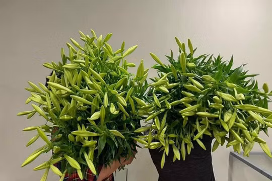 Hoa loa kèn đầu mùa giá rẻ bất ngờ nhưng vắng bóng người mua