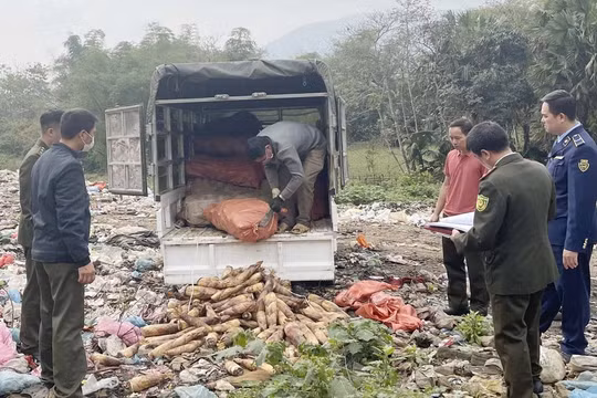 Lào Cai: Một huyện cấm khai thác măng rừng, tiêu hủy hơn 1.000kg măng vầu bị thu giữ