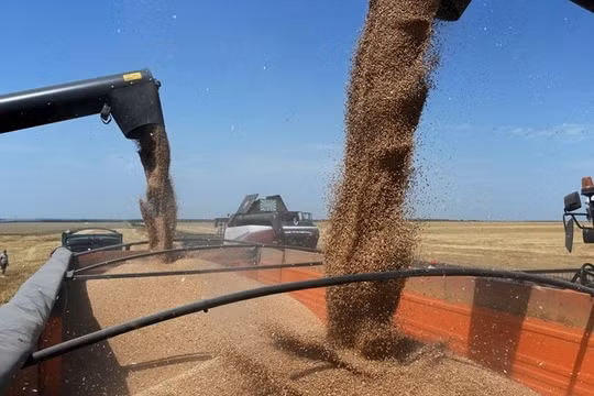 Tiết lộ nhiều quốc gia thu mua số lượng lớn ngũ cốc Nga